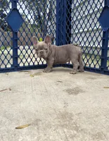 Lola, a female French Bulldog for sale in Ocala, FL – Photo 3 of 5