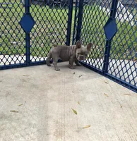 Lola, a female French Bulldog for sale in Ocala, FL – Photo 4 of 5