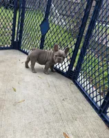 Lola, a female French Bulldog for sale in Ocala, FL – Photo 5 of 5