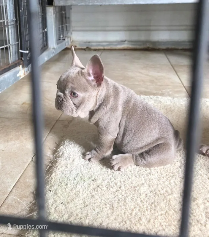 Lola, a female French Bulldog for sale in Ocala, FL – Photo 1 of 5