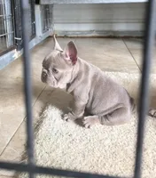 Lola, a female French Bulldog for sale in Ocala, FL – Photo 1 of 5