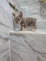 Coco, a male French Bulldog for sale in Ocala, FL – 3 of 7
