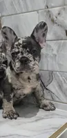 Maria , a female French Bulldog for sale in Ocala, FL – 5 of 6