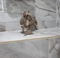 Coco, a male French Bulldog for sale in Ocala, FL – 4 of 7