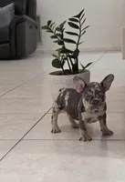 Maya, a female French Bulldog for sale in Ocala, FL – 3 of 6