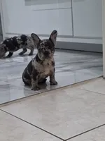 Maria , a female French Bulldog for sale in Ocala, FL – 3 of 7