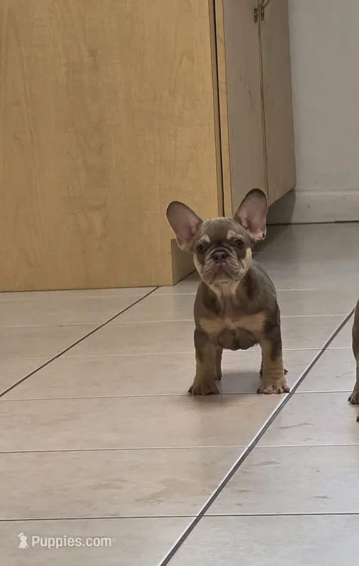 Ariel – French Bulldog puppy for sale in Ocala, FL