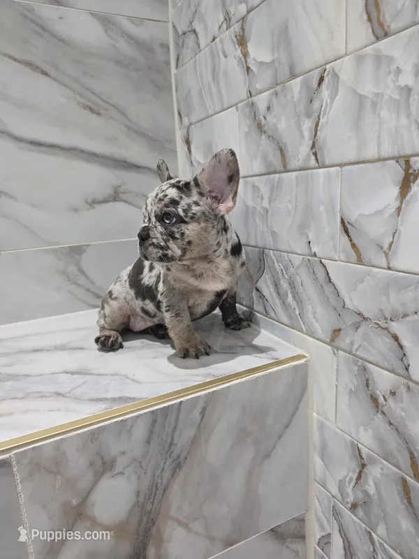 Mary – French Bulldog puppy for sale in Ocala, FL