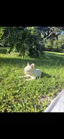 Nieve, a female French Bulldog for sale in Ocala, FL – 3 of 4