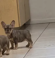 Ariel, a female French Bulldog for sale in Ocala, FL – 4 of 7