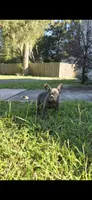 Mia, a female French Bulldog for sale in Ocala, FL – 4 of 4