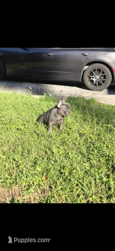 Mia – French Bulldog puppy for sale in Ocala, FL