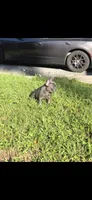 Mia, a female French Bulldog for sale in Ocala, FL – 1 of 4