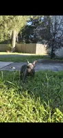 Mia, a female French Bulldog for sale in Ocala, FL – 2 of 4
