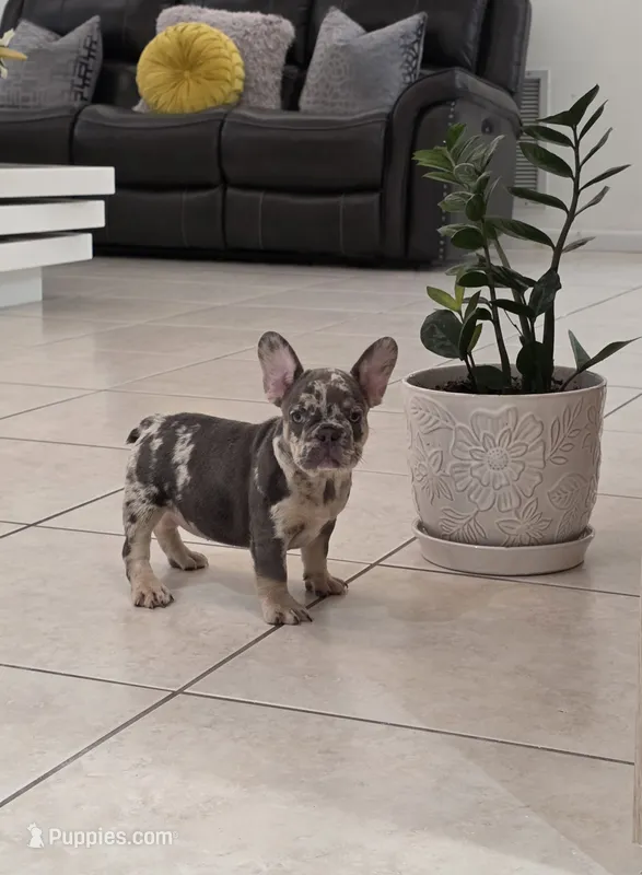 Maya – French Bulldog puppy for sale in Ocala, FL
