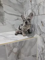 Mary, a female French Bulldog for sale in Ocala, FL – 4 of 4