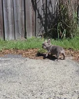 Lara, a female French Bulldog for sale in Ocala, FL – Photo 3 of 6