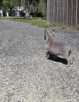 Lara, a female French Bulldog for sale in Ocala, FL – Photo 5 of 6