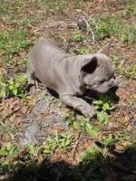Lara, a female French Bulldog for sale in Ocala, FL – Photo 6 of 6