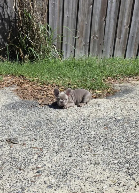 Lara – French Bulldog puppy for sale in Ocala, FL
