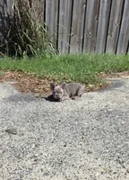 Lara, a female French Bulldog for sale in Ocala, FL – Photo 1 of 6