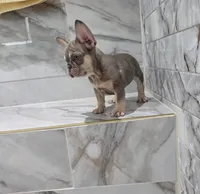 Ariel, a female French Bulldog for sale in Ocala, FL – 5 of 7