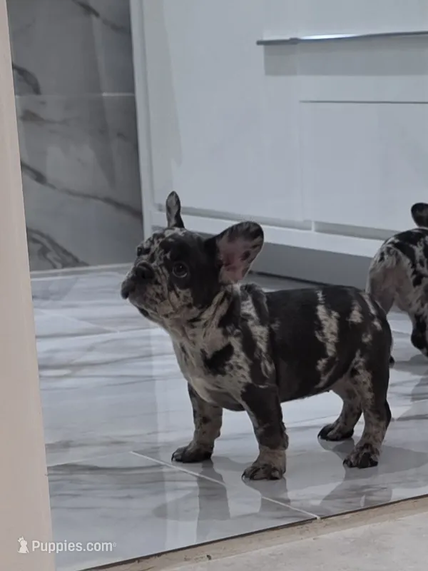 Maria  – French Bulldog puppy for sale in Ocala, FL