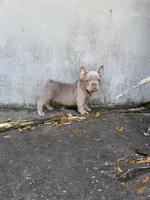 Rocco, a male French Bulldog for sale in Ocala, FL – Photo 3 of 4