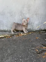 Rocco, a male French Bulldog for sale in Ocala, FL – Photo 4 of 4