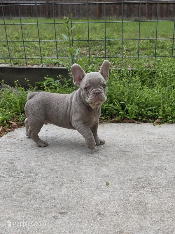 Rocco – French Bulldog puppy for sale in Ocala, FL