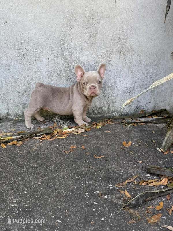 Rocco – French Bulldog puppy for sale in Ocala, FL