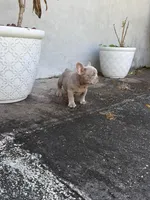 Rocco, a male French Bulldog for sale in Ocala, FL – Photo 2 of 4