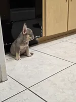 Ariel, a female French Bulldog for sale in Ocala, FL – 6 of 7