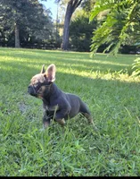 Maya, a female French Bulldog for sale in Ocala, FL – 1 of 4