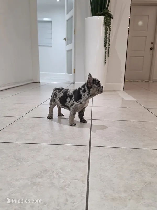 Maria  – French Bulldog puppy for sale in Ocala, FL