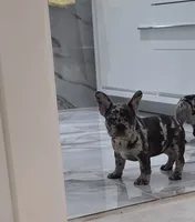 Maria , a female French Bulldog for sale in Ocala, FL – 4 of 6