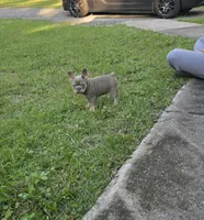 Honey , a female French Bulldog for sale in Ocala, FL – 2 of 4