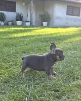 Maya, a female French Bulldog for sale in Ocala, FL – 4 of 4