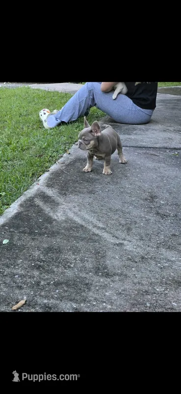 Honey  – French Bulldog puppy for sale in Ocala, FL