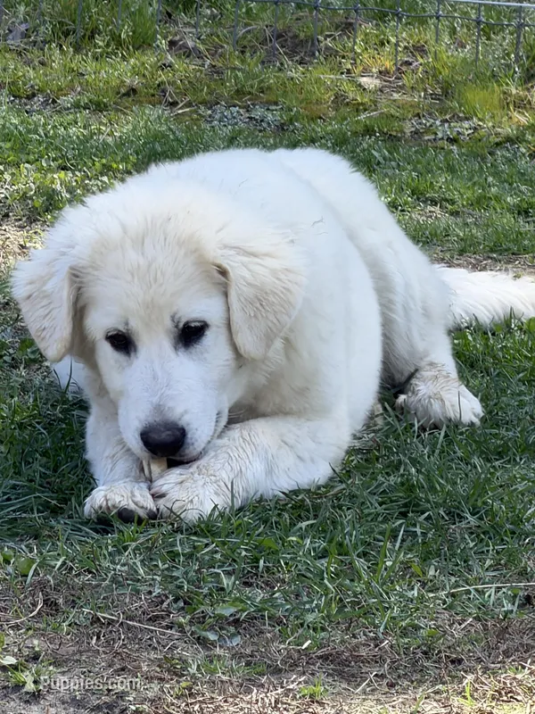 Tonka – Great Pyrenees, White Shepherd puppy for sale in Washington, NC