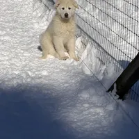 Tonka, a male Great Pyrenees and White Shepherd for sale in Washington, NC – Photo 2 of 2