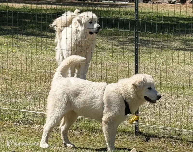 Tonka – Great Pyrenees, White Shepherd puppy for sale in Washington, NC