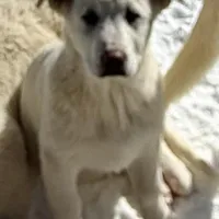 Bo, a male Great Pyrenees and White Shepherd for sale in Washington, NC – Photo 3 of 4