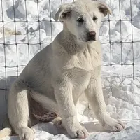 Bo, a male Great Pyrenees and White Shepherd for sale in Washington, NC – Photo 4 of 4