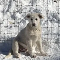 Bo, a male Great Pyrenees and White Shepherd for sale in Washington, NC – Photo 1 of 4
