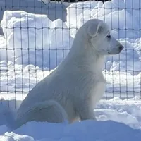 Bo, a male Great Pyrenees and White Shepherd for sale in Washington, NC – Photo 2 of 4