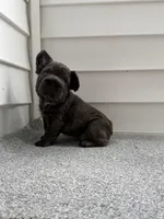 Valentino, a male French Bulldog for sale in Virginia Beach, VA – 3 of 3