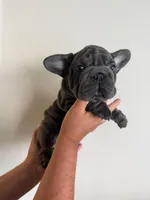 Minny, a female French Bulldog for sale in Virginia Beach, VA – 1 of 3