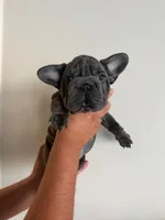 Minny, a female French Bulldog for sale in Virginia Beach, VA – 2 of 3