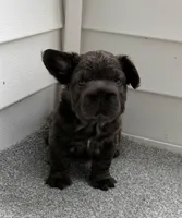 Valentino, a male French Bulldog for sale in Virginia Beach, VA – 2 of 3